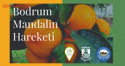Bodrum’da mandalina hareketi başladı